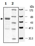 SDS-PAGE - Recombinant human SMURF 2 protein (DDDDK tag N-Terminus) (AB95930)