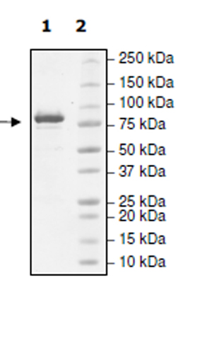SDS-PAGE - Recombinant human SMYD4 protein (Active) (AB271747), expandable thumbnail