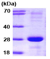 Recombinant Human SNAP23 protein