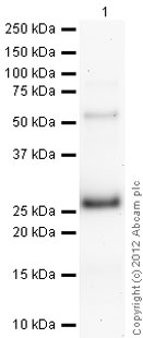 Western blot - Recombinant Human SNAP23 protein (Tag Free) (AB79180)