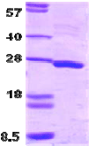 SDS-PAGE - Recombinant Human SNAP25 protein (AB74529), expandable thumbnail