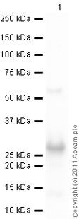 Western blot - Recombinant Human SNAP25 protein (AB74529), expandable thumbnail