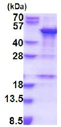 SDS-PAGE - Recombinant Human SNAPC1 protein (denatured) (His tag N-Terminus) (AB187424)
