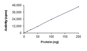 Functional Studies - Recombinant human SNRK protein (Active) (AB204151)