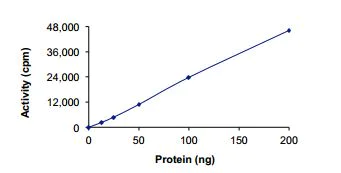 Functional Studies - Recombinant human SNRK protein (Active) (AB204151)