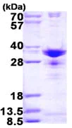 SDS-PAGE - Recombinant Human SNRPA1 protein (His tag N-Terminus) (AB116200)