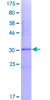 SDS-PAGE - Recombinant Human SNRPB/SmB protein (GST tag N-Terminus) (AB117001)