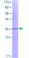 SDS-PAGE - Recombinant Human SNRPB/SmB protein (GST tag N-Terminus) (AB117001)