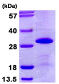 SDS-PAGE - Recombinant Human SNRPB2 protein (His tag N-Terminus) (AB107134)