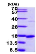 SDS-PAGE - Recombinant Human SNRPD2 protein (AB104481)