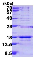 SDS-PAGE - Recombinant Human SNRPD3/Sm-D3 protein (His tag N-Terminus) (AB113120)