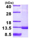 SDS-PAGE - Recombinant Human SNRPF protein (His tag N-Terminus) (AB102559)
