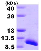 SDS-PAGE - Recombinant Human SNRPG protein (AB105596)