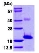 SDS-PAGE - Recombinant Human SNTN protein (AB107138)