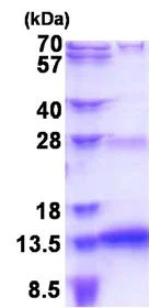 SDS-PAGE - Recombinant Human SNURF protein (AB177617)