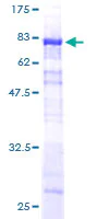 SDS-PAGE - Recombinant Human SNX25 protein (GST tag N-Terminus) (AB164461)