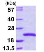 SDS-PAGE - Recombinant Human SNX3 protein (His tag N-Terminus) (AB109970)