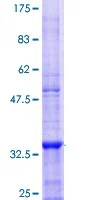 SDS-PAGE - Recombinant Human SOAT 1/ACAT1 protein (GST tag N-Terminus) (AB114700)