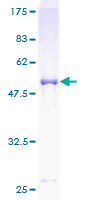 Recombinant Human SOCS3 protein