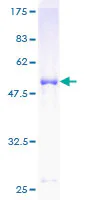 SDS-PAGE - Recombinant Human SOCS3 protein (GST tag N-Terminus) (AB131811)