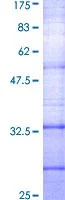 SDS-PAGE - Recombinant Human Somatostatin Receptor 2 protein (GST tag N-Terminus) (AB114373)