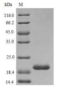 SDS-PAGE - Recombinant human Sonic Hedgehog protein (Active) (AB243250)
