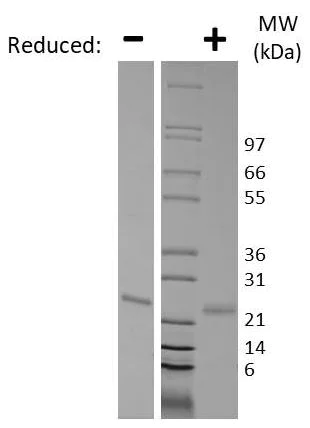 SDS-PAGE - Recombinant human Sonic Hedgehog protein (Active) (AB269215)