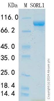 SDS-PAGE - Recombinant Human SORL1 Protein Standard (His tag) (AB316475)