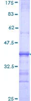SDS-PAGE - Recombinant Human Sortilin/NT3 protein (GST tag N-Terminus) (AB114233)