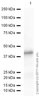 Western blot - Recombinant Human SOX2 protein (AB79950)