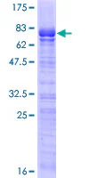 SDS-PAGE - Recombinant Human SOX7 protein (GST tag N-Terminus) (AB132264)