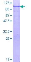 SDS-PAGE - Recombinant Human SOX9 protein (GST tag N-Terminus) (AB131911)