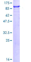 SDS-PAGE - Recombinant Human SP100 protein (AB114587)