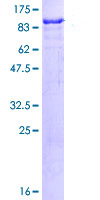 SDS-PAGE - Recombinant Human SP100 protein (GST tag N-Terminus) (AB114587)