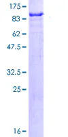 SDS-PAGE - Recombinant Human SP100 protein (GST tag N-Terminus) (AB114587)