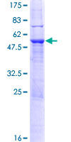 SDS-PAGE - Recombinant Human SP2 transcription factor protein (AB117031)