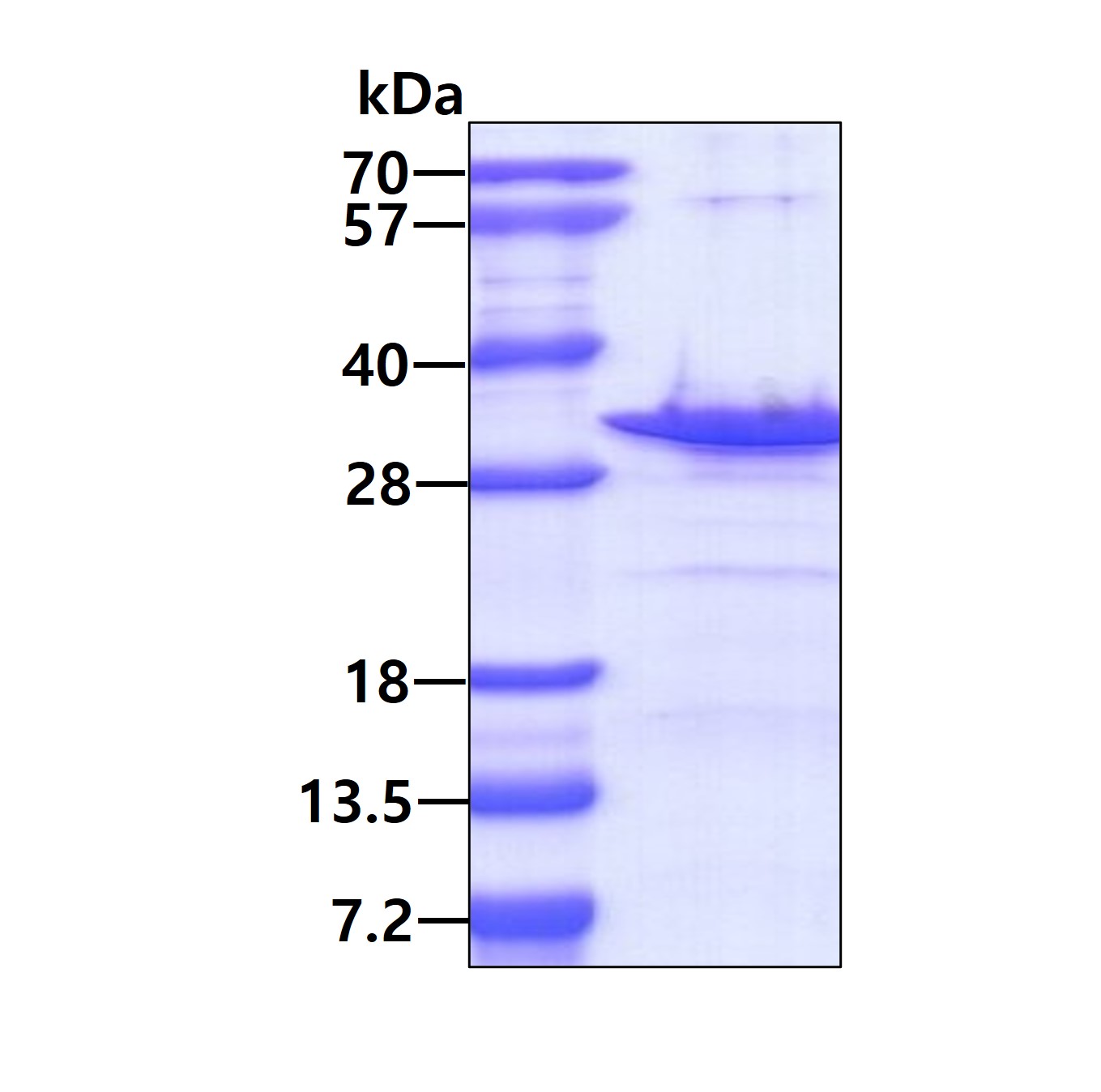 SDS-PAGE - Recombinant Human SPAG7 protein (AB168077)
