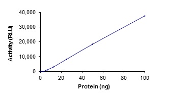 Functional Studies - Recombinant human SPAK protein (AB107696)