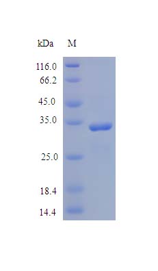 SDS-PAGE - Recombinant human SPARC protein (Active) (AB243161), expandable thumbnail