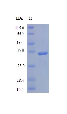 SDS-PAGE - Recombinant human SPARC protein (Active) (AB243161)