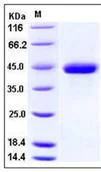 SDS-PAGE - Recombinant Human SPARC protein (His tag) (AB276339)