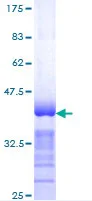 SDS-PAGE - Recombinant Human Spastin protein (GST tag N-Terminus) (AB152700)