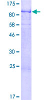 SDS-PAGE - Recombinant Human SPATS2 protein (GST tag N-Terminus) (AB163926)