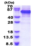 SDS-PAGE - Recombinant Human SPF45 protein (AB174402)