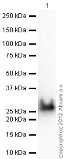 Western blot - Recombinant Human SPG21/Maspardin protein (His tag N-Terminus) (AB86438)