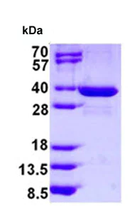 SDS-PAGE - Recombinant Human spindlin 1 protein (AB128446)