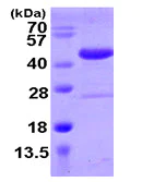 SDS-PAGE - Recombinant Human SPOP protein (AB105599)