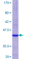 SDS-PAGE - Recombinant Human SPP protein (GST tag N-Terminus) (AB153530)
