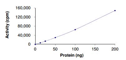 Functional Studies - Recombinant human Sps1/Ste20 related kinase 4 protein (AB190389)
