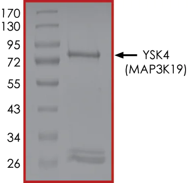 SDS-PAGE - Recombinant human Sps1/Ste20 related kinase 4 protein (GST tag N-Terminus) (AB190389)